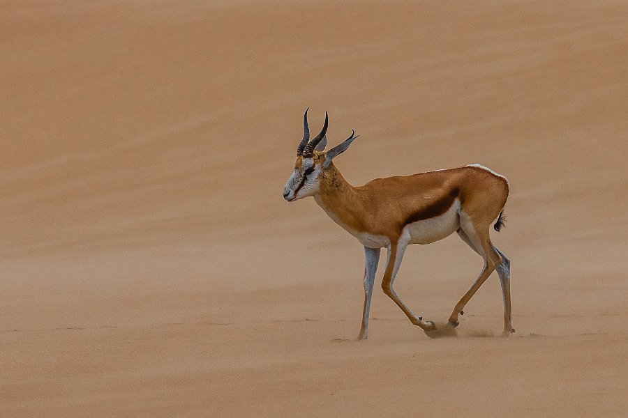 136 Walvisbaai, Namibie.jpg